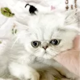 ペルシャ(チンチラ)【石川県・男の子・2025年4月17日・シェーデッドシルバー】の写真3