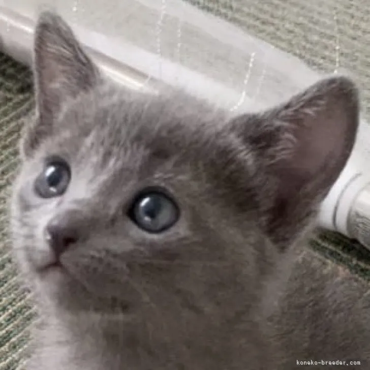 ID：2306-00551の子猫