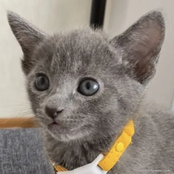 ID:2306-00553の子猫