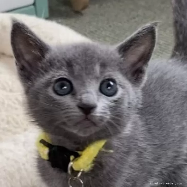 なんとか 様のお迎えした子猫