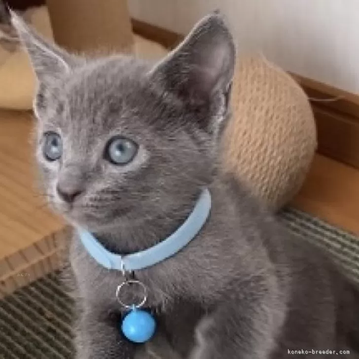 ID：2410-01579の子猫