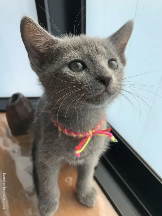 ID：1907-01603の子猫