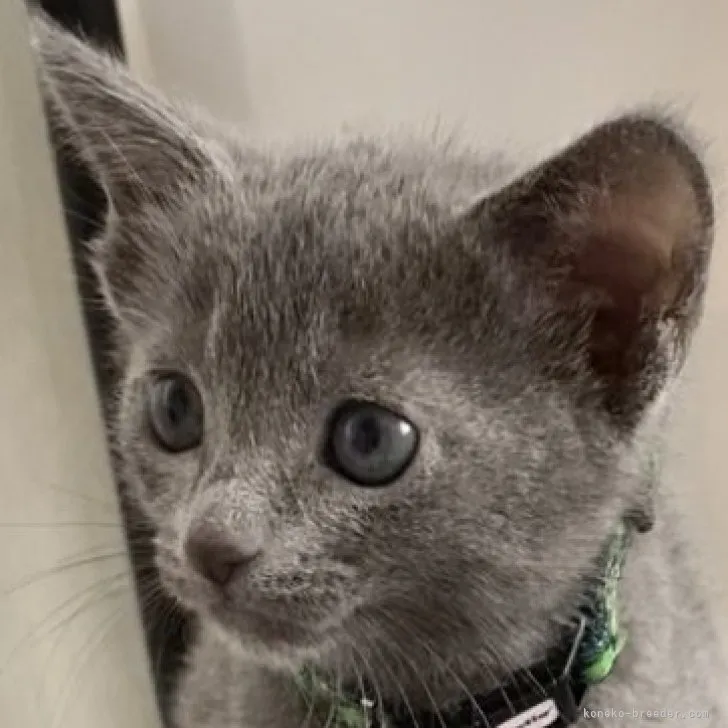 ID：2306-00558の子猫