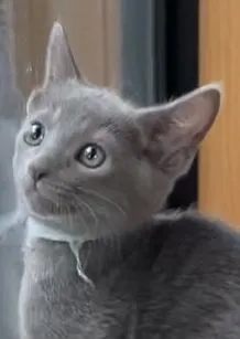 ID:2110-02162の子猫