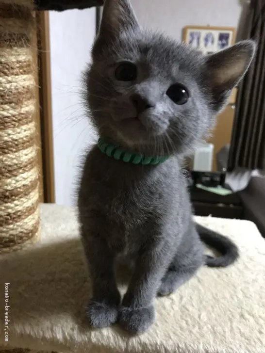 ID:1912-01571の子猫