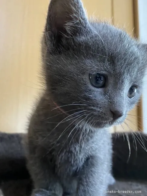 ID：2105-01288の子猫