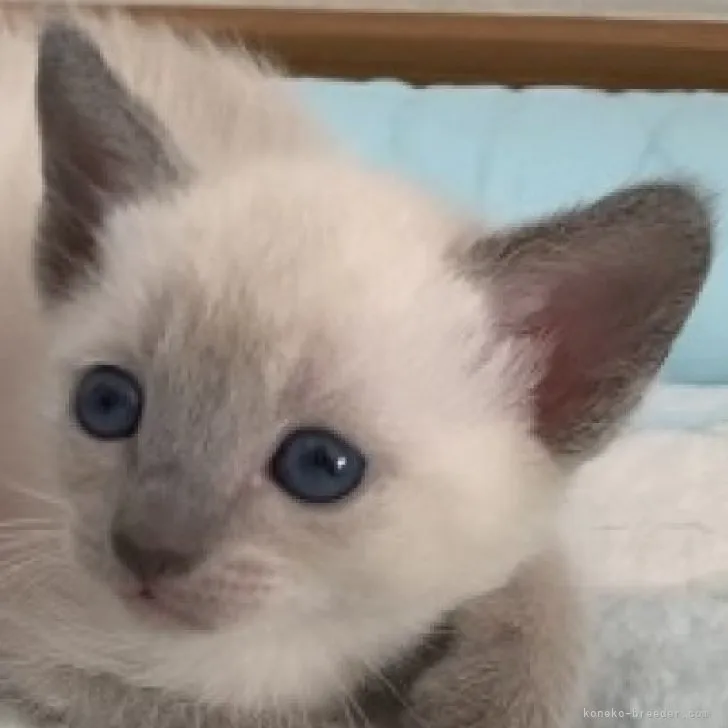 ID：2308-02753の子猫