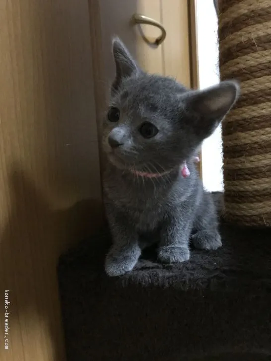 ID:1907-01604の子猫