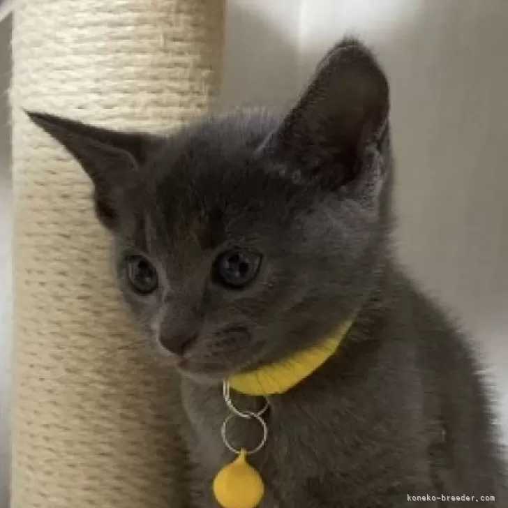 ID：2410-02193の子猫