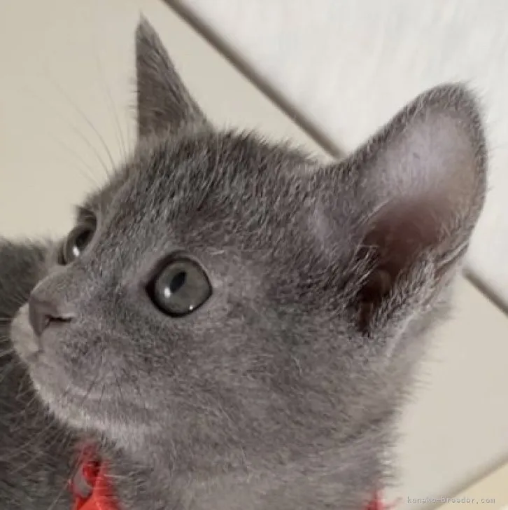 ID：2306-00552の子猫