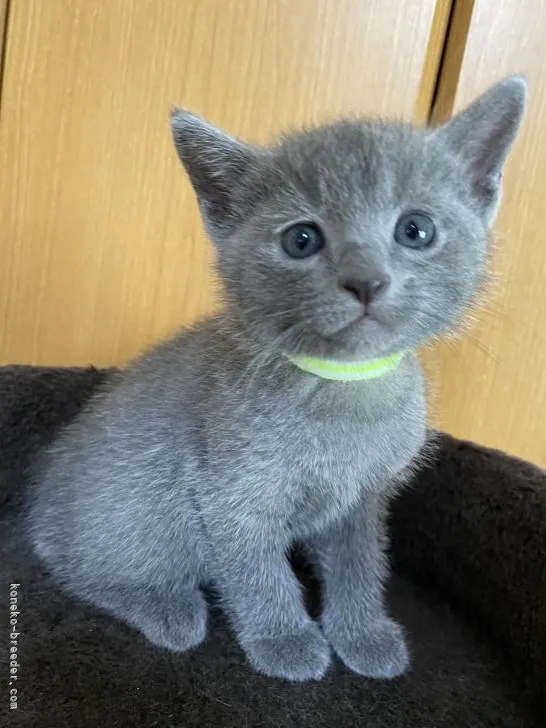 ID：2105-01291の子猫