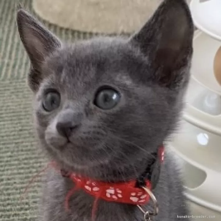 ID：2406-00101の子猫