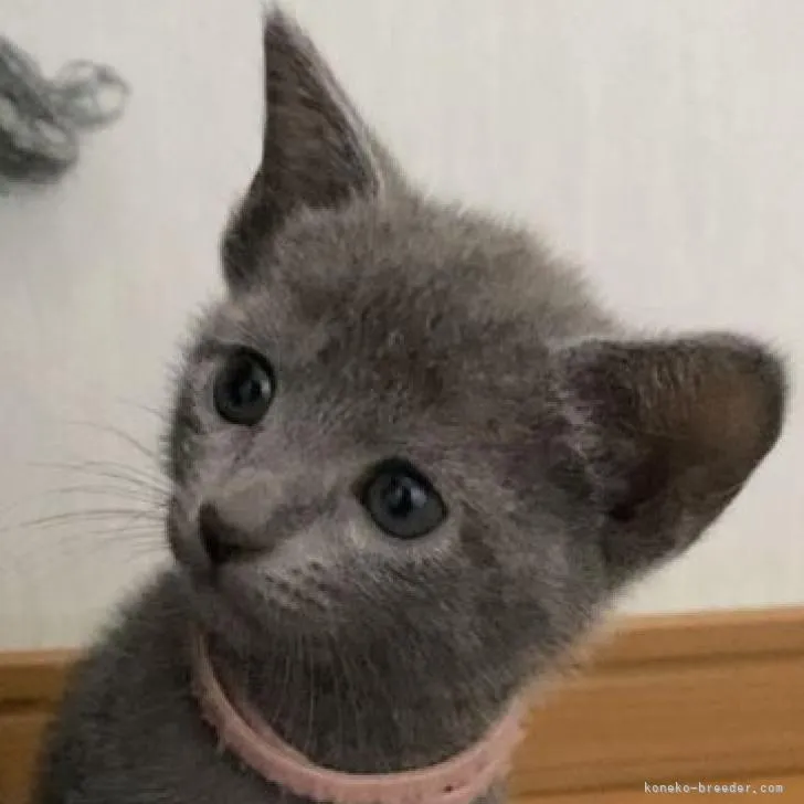 ID：2207-03210の子猫