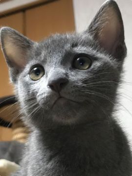 ロシアンブルー【大阪府・男の子・2019年6月15日・ブルー】の写真「人懐っこく撫でてもらうのが大好きな子です。」