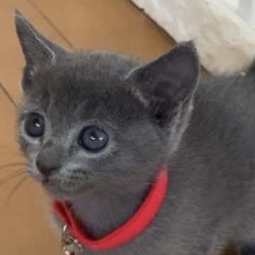 ロシアンブルー【大阪府・女の子・2024年9月4日・ブルー（ダブルコート）】の写真「飛び抜けて人懐っこくすっごく美人さんです。」