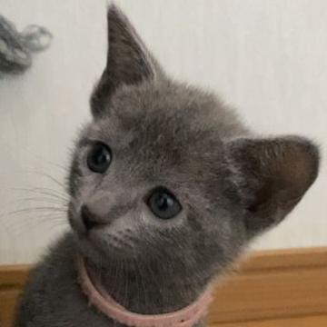 ロシアンブルー【大阪府・女の子・2022年6月18日・ブルー】の写真「かなり甘えん坊で人懐っこい子です。」