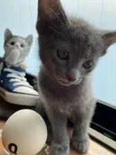 ロシアンブルー【大阪府・女の子・2020年5月1日・ブルー】の写真1「お耳ピーン。」