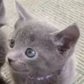 ロシアンブルー【大阪府・男の子・2023年12月1日・ブルー】の写真1「綺麗な男の子です。」