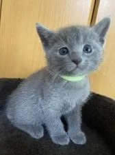 ロシアンブルー【大阪府・男の子・2021年4月4日・ブルー】の写真1「5/16撮影」