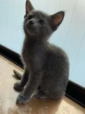 ロシアンブルー【大阪府・女の子・2020年5月1日・ブルー】の写真2「スタイルいいですね。」