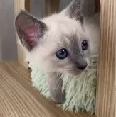 ロシアンブルー【大阪府・女の子・2024年9月4日・ブルーポイント】の写真2