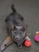 ロシアンブルー【・女の子・2022年5月31日・ブルー】「2024.5.22」