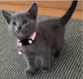 ロシアンブルー【大阪府・女の子・2023年12月1日・ブルー】の写真3「1/7」