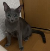 ロシアンブルー【・女の子・2022年5月31日・ブルー】「2023.9.24」