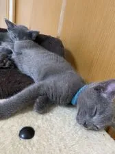ロシアンブルー【大阪府・男の子・2020年5月1日・ブルー】の写真5「のびのび寝すぎです。」