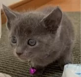 ロシアンブルー【大阪府・男の子・2023年12月1日・ブルー】の写真5「1/7」