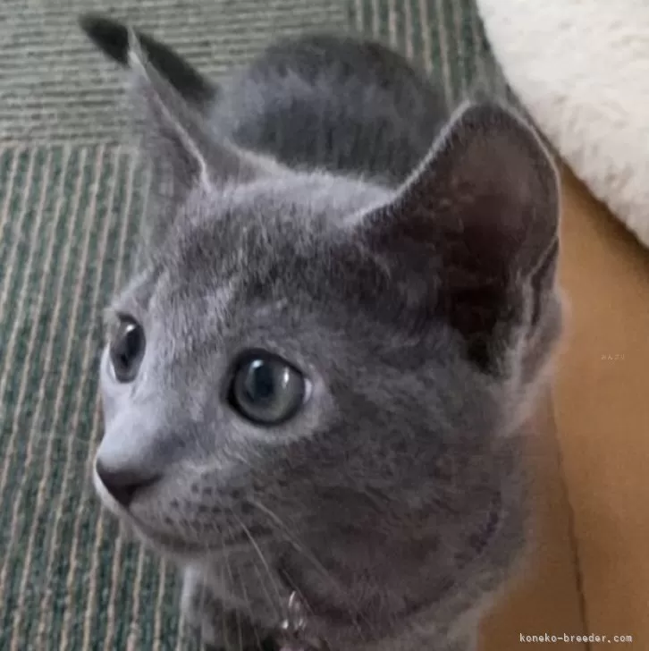 ID:2507-02278の子猫