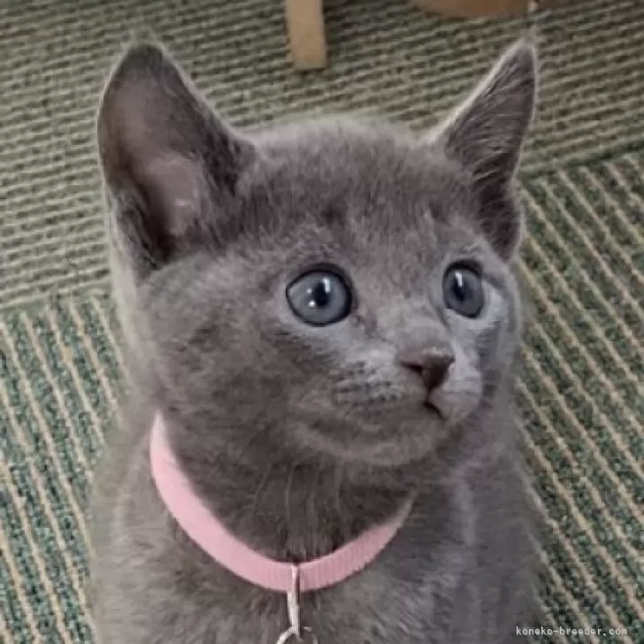 ID:2503-00908の子猫