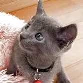 ロシアンブルー【大阪府・男の子・2025年6月11日・ブルー】の写真8