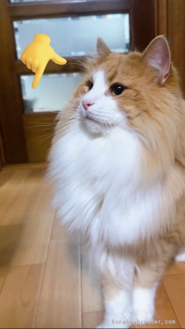 佐野さつきブリーダーのブログ：うちのイケメンパパ