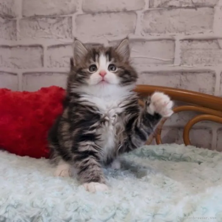 ノエル 様のお迎えした子猫