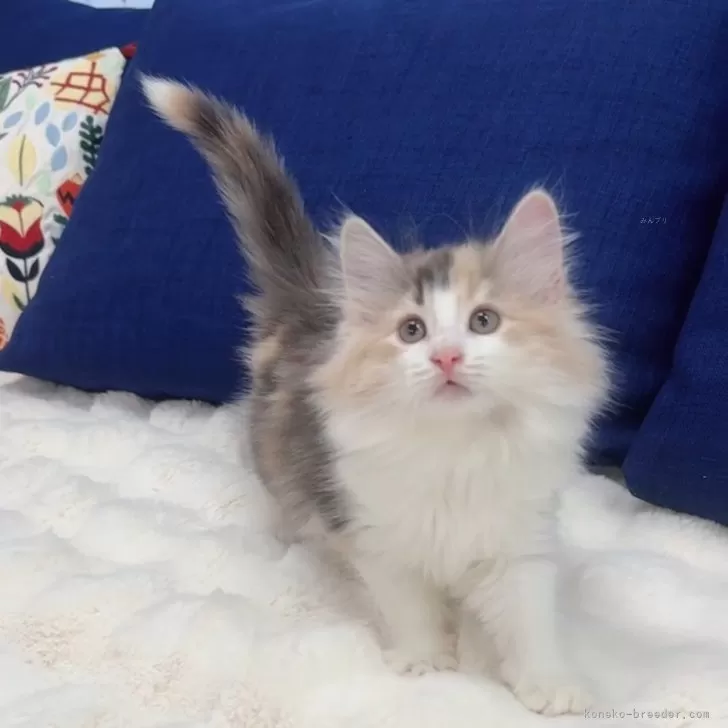 ID：2404-03638の子猫