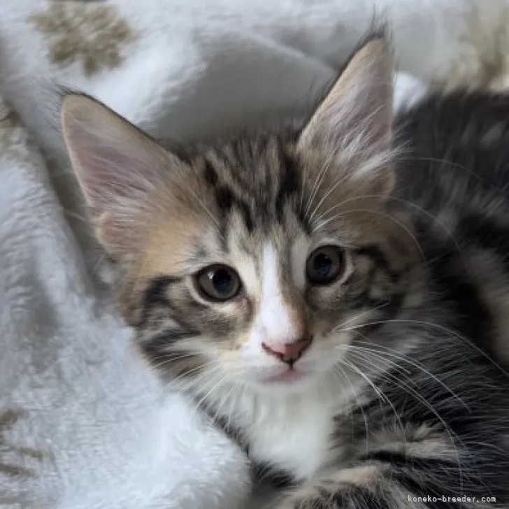 ID:2306-03064の子猫