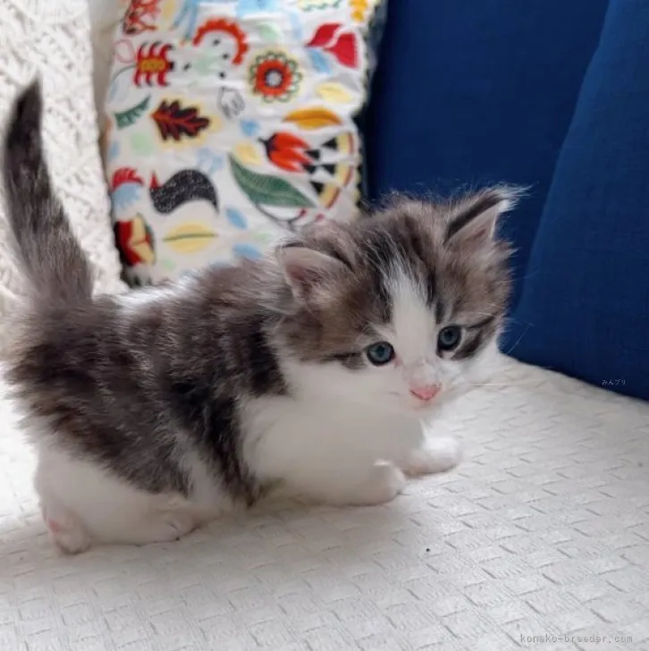 ID:2311-02738の子猫