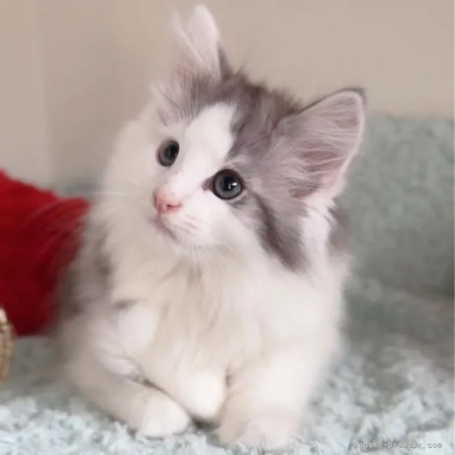 ID：2205-02914の子猫