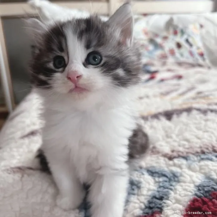 ID:2310-02550の子猫