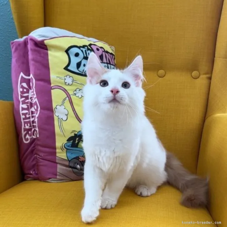 ID：2312-00909の子猫