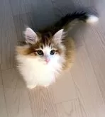 ノルウェージャンフォレストキャット【愛知県・男の子・2024年9月24日・ブラックアンバーマッカレルタビー&ホワイト】の写真2「白の手袋と靴下、尻尾はペンライトです。」