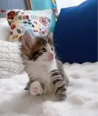 ノルウェージャンフォレストキャット【愛知県・男の子・2024年3月26日・ブラックアンバーマッカレルタビー&ホワイト】の写真3「兄妹の中で一番にトイレを覚えました🙌」