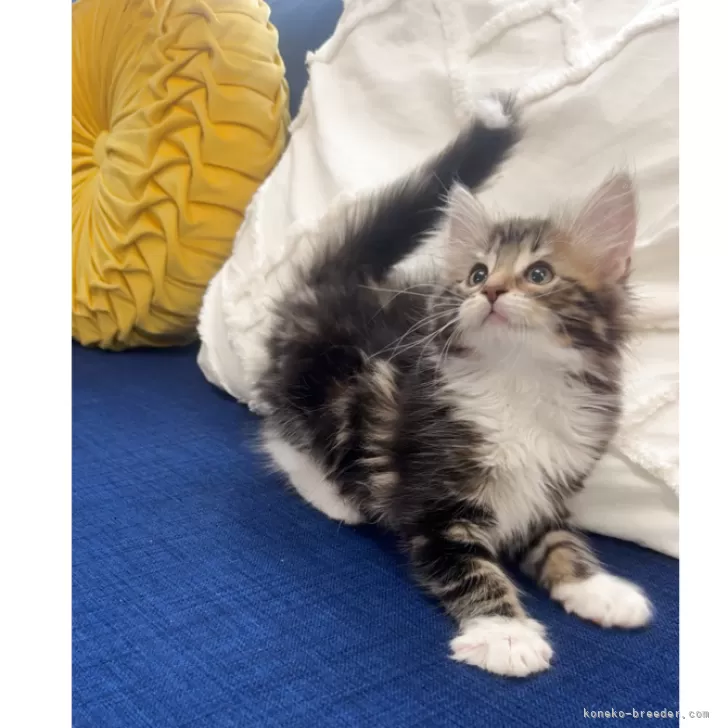 ID：2505-02160の子猫