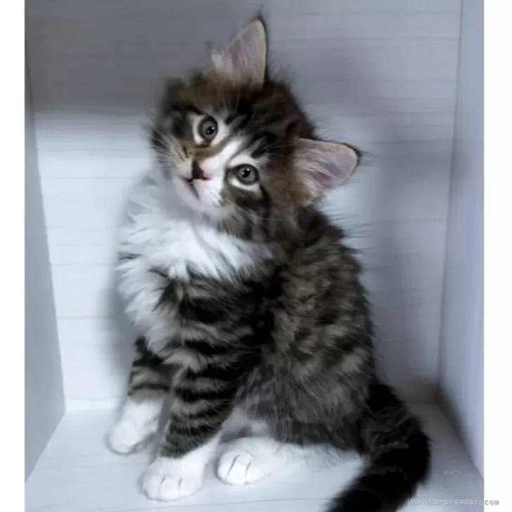 ID：2505-01133の子猫