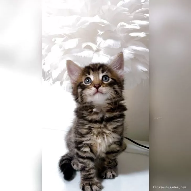 M.T 様のお迎えした子猫