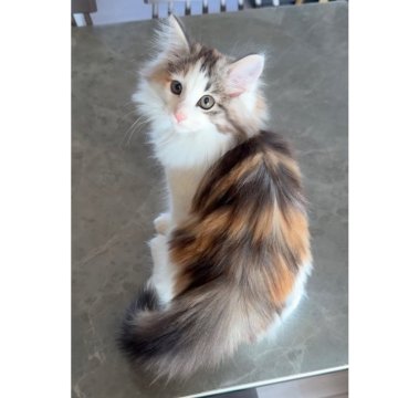 ノルウェージャンフォレストキャット【愛知県・女の子・2025年8月13日・ブラッククラシックトービー&ホワイト】の写真「ふわふわでとっても可愛い全体🩷」