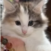 ノルウェージャンフォレストキャット