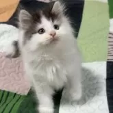 ノルウェージャンフォレストキャット