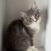 ノルウェージャンフォレストキャット